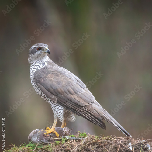 Canvas Print Beautiful portrait of a wild Northern goshawk bird of prey in its natural forest habitat