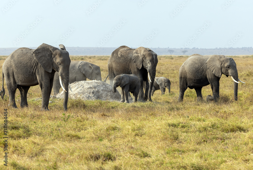 Obraz premium A breeding herd of African elephants with a young calf gathers around a termite mound on the dry savanna of Amboseli National Park, Kenya.