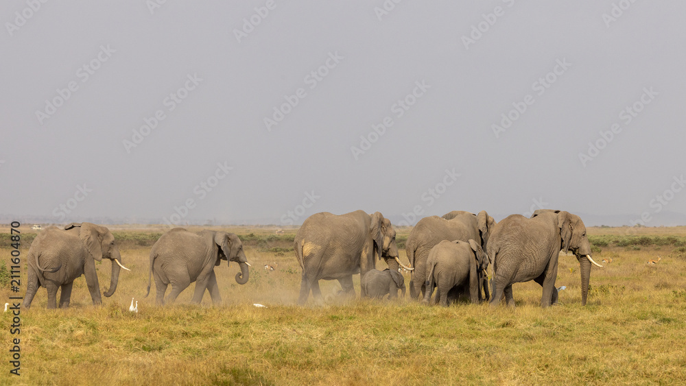 Obraz premium A breeding herd of African elephants with a small calf walks across the dry savanna of Amboseli National Park, Kenya, as white egrets fly nearby.