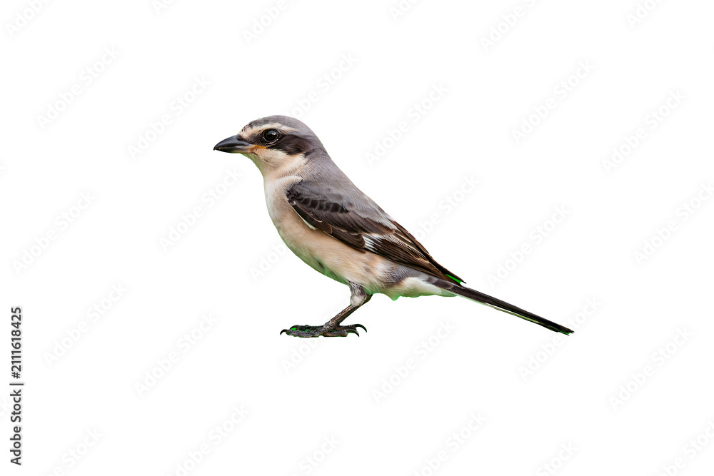 Fototapeta premium Side profile of a small passerine bird with grey plumage and a distinctive dark mask around the eye isolated on a plain black background