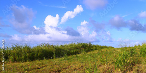 Cuadro en lienzo Saint Kitts Fields Landscape