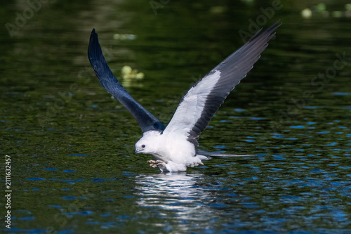 Принти на полотні Swallow-tailed kites prepping for a long migration.