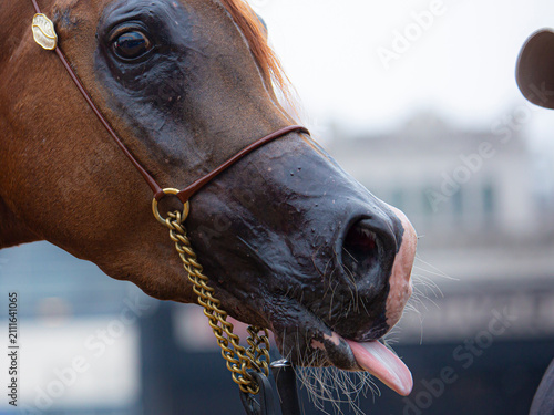 Elegant Arabian horse portrait with refined features and decorative bridle, photographed at an equestrian event with a blurred crowd in the background.