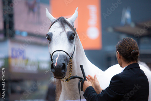 Portrait of a gray Arabian horse with expressive eyes and elegant bridle at an outdoor equestrian event, with a blurred crowd in the background.