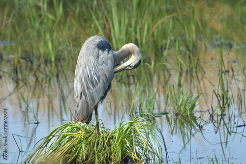 Heron folds its neck to preen itself.