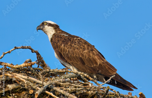 Side profile of a majestic osprey.