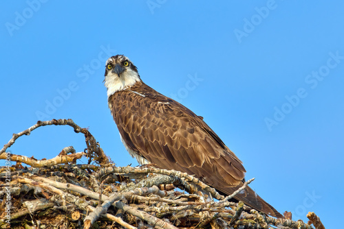 Osprey on nest looks at camera.