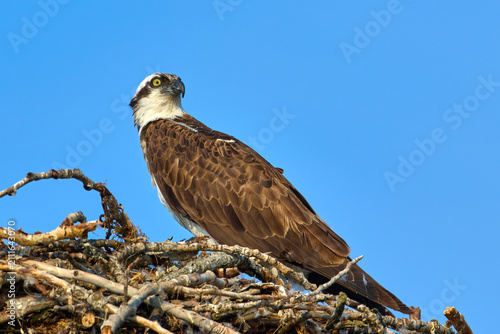 Osprey on nest looks the other way.