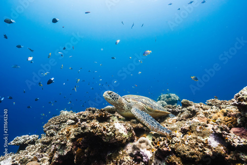 Underwater wildlife photograph of a green sea turtle in the Pacific Ocean