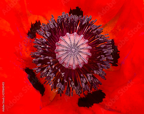 Фотография Extreme macro of Papaver rhoeas poppy flower center with stamens and seed capsul