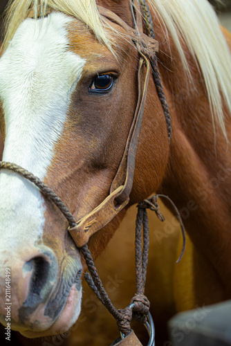 Portrait of a Criollo horse wearing traditional tack, representing South American equestrian culture, rural heritage and the strong connection between horses and gaucho traditions.