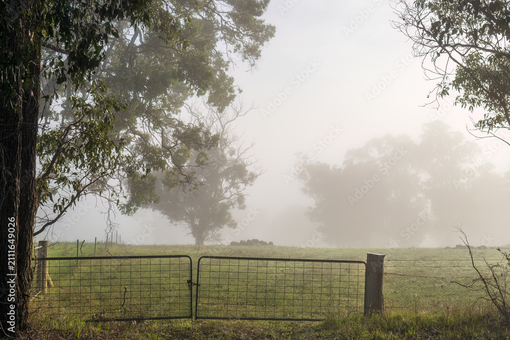 Fototapeta premium Foggy farm gate and fence leading into a misty paddock on a calm morning. Soft light and gentle fog create a quiet rural landscape.