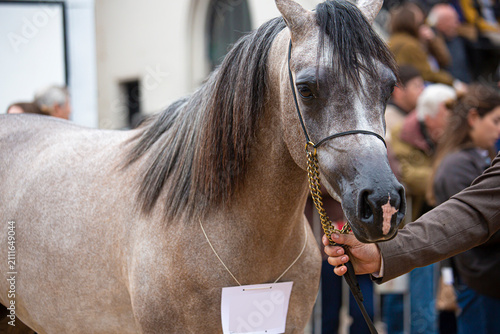 Portrait of a Criollo horse wearing traditional tack, representing South American equestrian culture, rural heritage and the strong connection between horses and gaucho traditions.