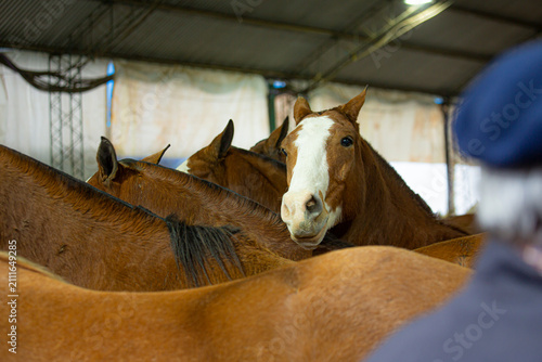 Portrait of a Criollo horse wearing traditional tack, representing South American equestrian culture, rural heritage and the strong connection between horses and gaucho traditions.