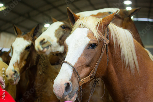 Portrait of a Criollo horse wearing traditional tack, representing South American equestrian culture, rural heritage and the strong connection between horses and gaucho traditions.