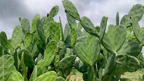 Green prickly pear cactus in the garden