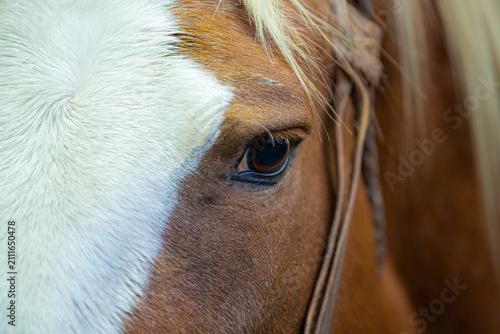 Portrait of a Criollo horse wearing traditional tack, representing South American equestrian culture, rural heritage and the strong connection between horses and gaucho traditions.