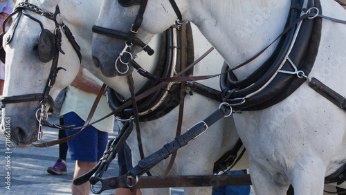 фотографія Close Up of Two White Horses in Harness in Prague