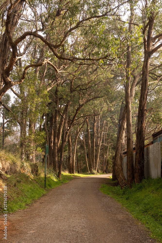 Fototapeta premium path in the park with sunlight through the trees