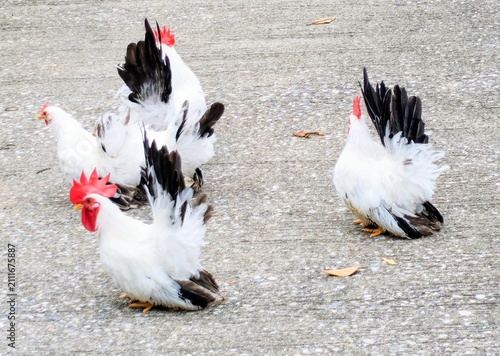 Canvastavla White chickens bantam poultry beautiful birds walking on ground livestock in far