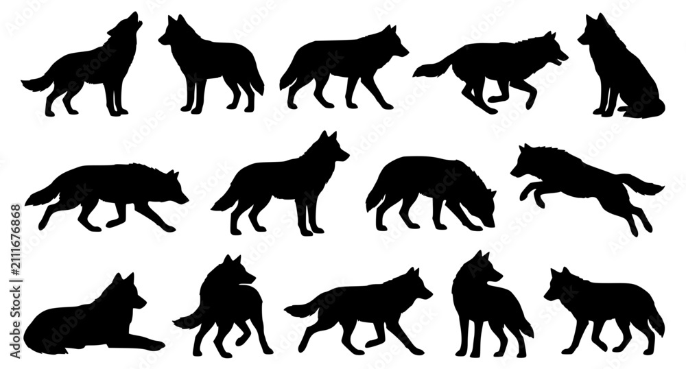 Obraz premium Black Wolf Silhouette Collection in Various Natural Poses Wildlife Vector Set