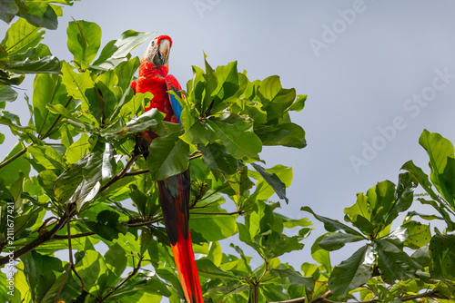 Scarlet macaw (Ara macao) displaying long tail feathers while perched high in canopy, Costa Rica