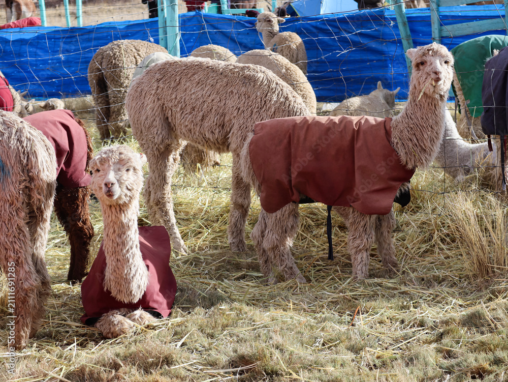 Fototapeta premium Alpacas wearing colorful protective coats resting and grazing on straw in an Andean pen