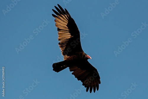 Turkey Vulture soaring
