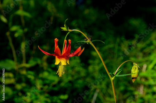 Cuadro en lienzo Western Columbine (Aquilegia formosa)