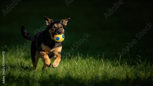 Konstfotografi Energetic dog with squeaky toy ball running through green gr