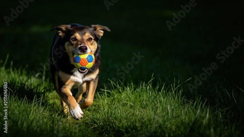 фотографія Energetic dog with squeaky toy ball running through green gr