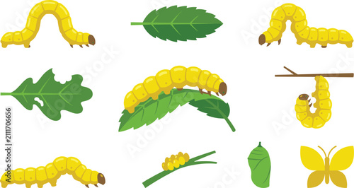 Fotografía Yellow Caterpillar Life Cycle Vector Set Featuring Metamorphosis Stages, Butterf
