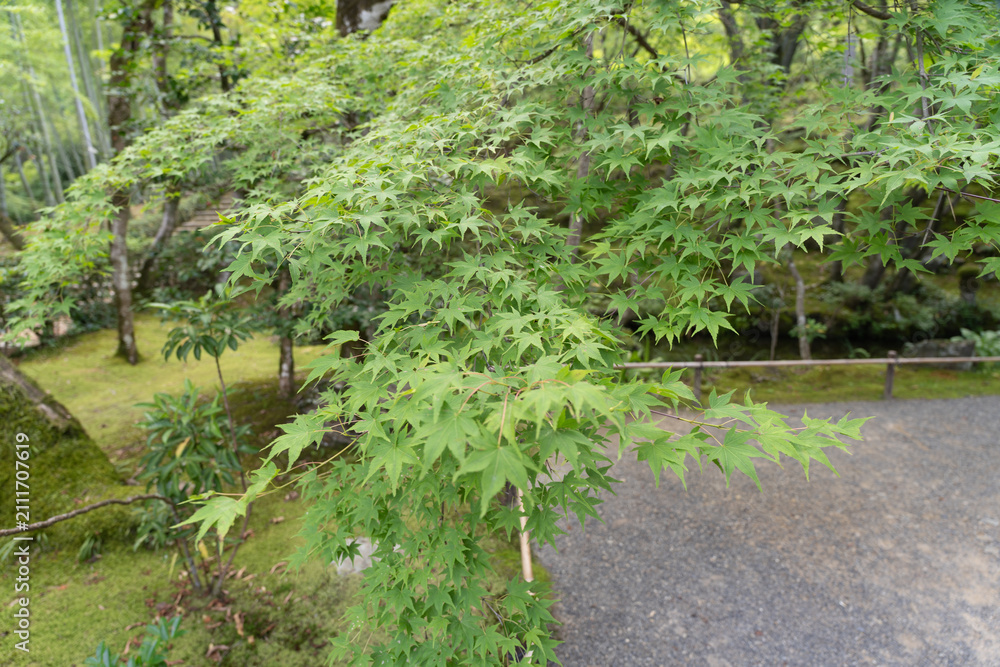 Fototapeta premium japan kyoto Arashiyama summer green 