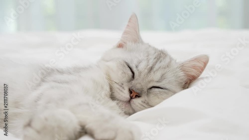Small Scottish kitten lying down on white bed of relaxing and cozy wellbeing in home.