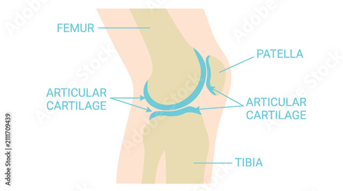 Anatomical Diagram Illustrating Human Knee Joint Structure with Labeled Femur Patella Tibia and Articular Cartilage Components for Educational Study