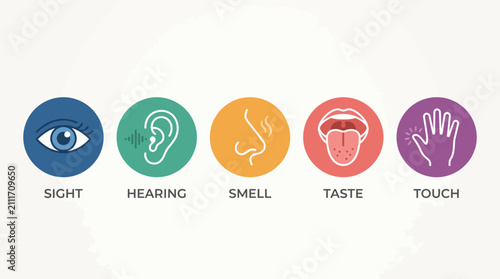 Five Human Senses Infographic Concept Featuring Colorful Icons for Vision Hearing Olfaction Gustation and Tactile Perception Anatomy Education