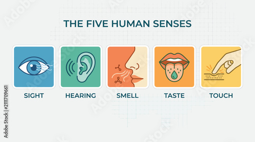 Infographic Set Illustrating Fundamental Human Sensory Perception Systems Including Vision Auditory Olfactory Gustatory and Tactile Functions