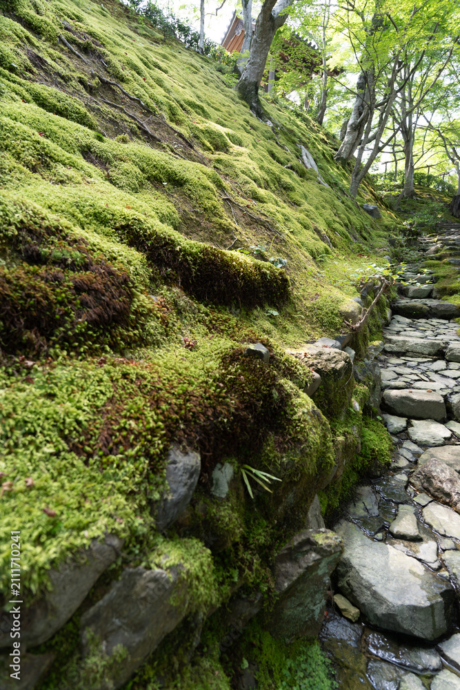 Fototapeta premium japan kyoto Arashiyama summer green 