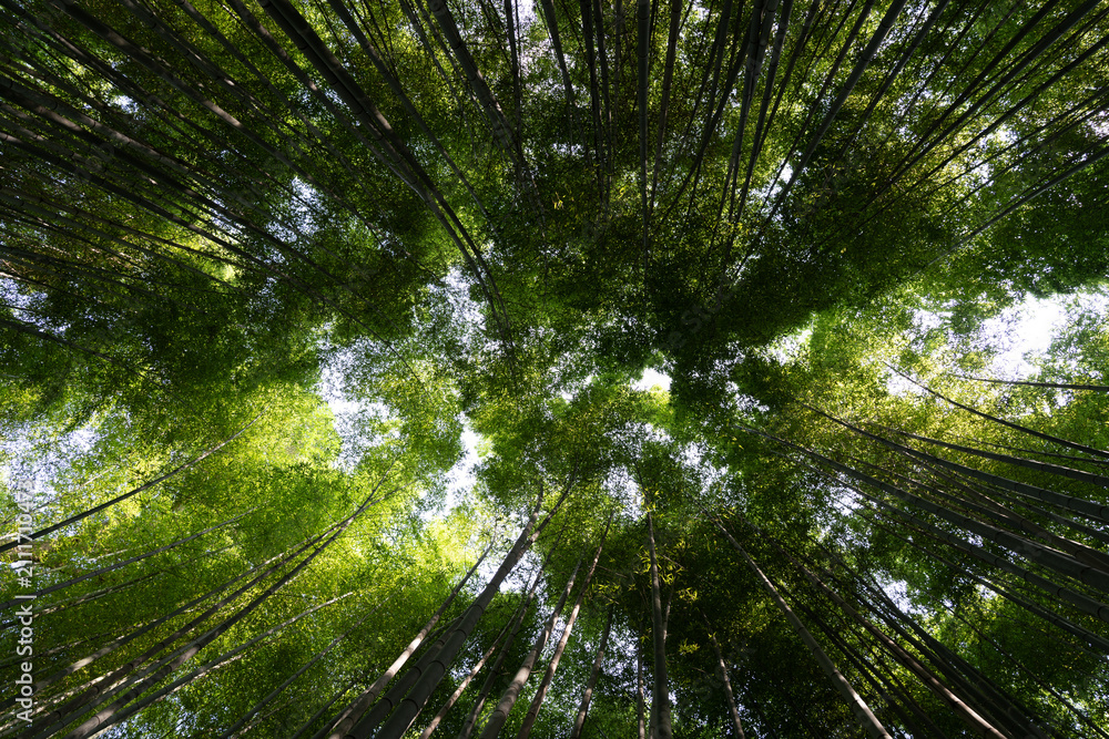 Fototapeta premium japan kyoto Arashiyama summer green 