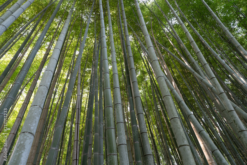 Fototapeta premium japan kyoto Arashiyama summer green 