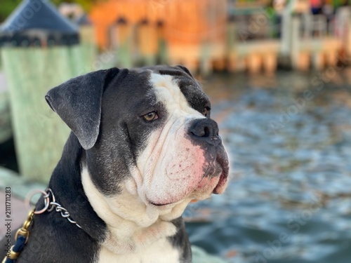 Fotografie Classic dog