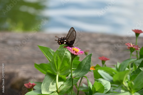 A dark butterfly perches gently on a pink zinnia flower, surrounded by green leaves with a blurred background