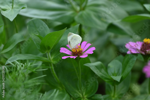 A white butterfly suck honey on a vibrant pink zinnia flower in the garden