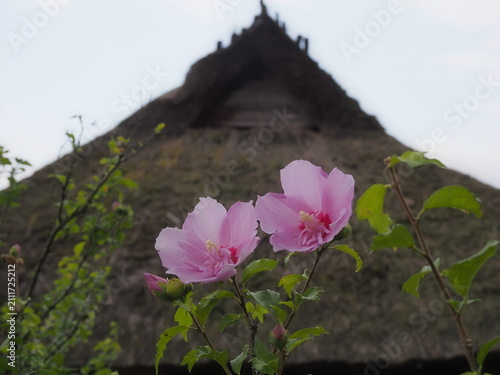 古民家の庭に咲くピンクのムクゲの花