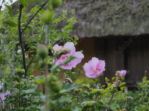 古民家の庭に咲くピンクのムクゲの花