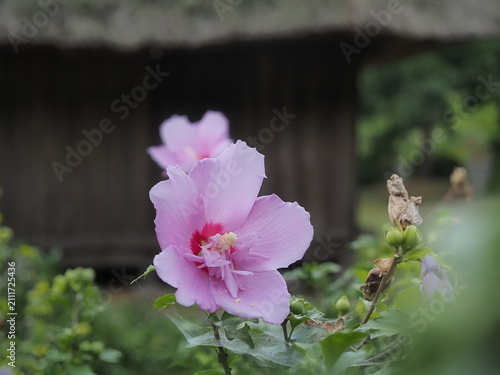 古民家の庭に咲くピンクのムクゲの花