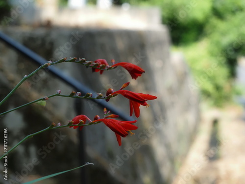 ヒメヒオウギズイセンの花