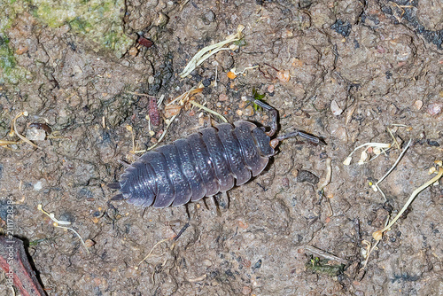 Obraz na plátne Common Rough Woodlouse Crawling On Soil