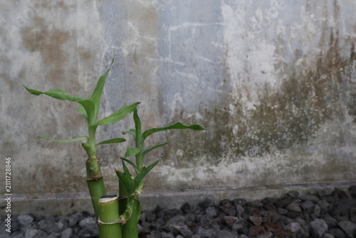 Принти на полотні Young bamboo culms producing fresh green shoots and leaves against a weathered wall in rural Java, Indonesia