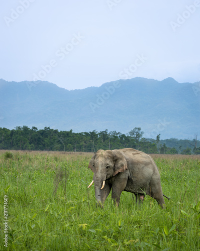 Photography Indian elephants in Assam roaming in Manas and Kaziranga national parks, India
